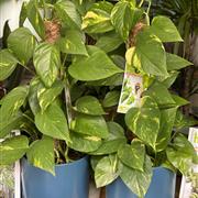 Epipremnum aureum (Devils Ivy) 