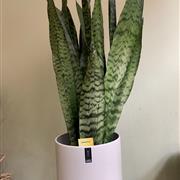 Sansevieria (Snake Plant)